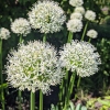 Allium 'Mont Blanc'