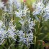 Camassia leichtlinii 'Blue Heaven'