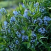 Amsonia tabernaemontana