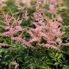 Astilbe simplicifolia 'Jacqueline'