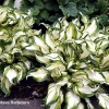 Hosta 'Fire and Ice'