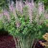 Baptisia 'Decadence Pink Truffles'®