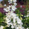 Delphinium elatum 'Casa Blanca'