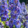 Delphinium elatum 'La Boheme'