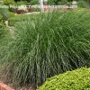 Miscanthus sinensis 'Yakushima Dwarf'