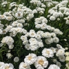 Achillea ptarmica 'Noblessa'