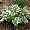 Hosta fortunei 'Patriot'