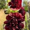 Alcea rosea plena 'Chaters Purple'