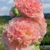 Alcea rosea plena 'Chaters Salmon Pink'