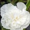 Alcea rosea plena 'Chaters White'