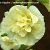 Alcea rosea plena 'Chaters Yellow'