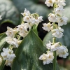 Convallaria majalis 'Prolificans'