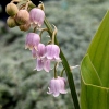 Convallaria majalis 'Rosea'