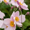 Anemone japonica hybr 'Lorelei'