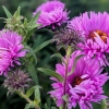 Aster novae-angliae 'Abendsonne'