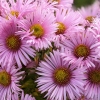 Aster novae-angliae 'Rosa Sieger'