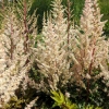 Astilbe arendsii 'Bronzlaub'