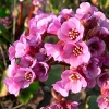 Bergenia cordifolia