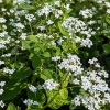 Brunnera macrophylla 'Betty Bowring'