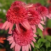 Echinacea 'Raspberry Truffle'®