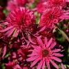 Echinacea 'Southern Belle'®