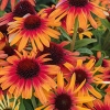 Echinacea 'SunSeekers Tequila Sunrise'®