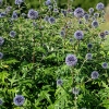 Echinops ritro