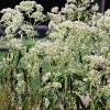 Eupatorium fistulosum f albidum 'Ivory Towers'