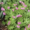 Geranium macrorrhizum 'Ingwersen's Variety'