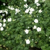 Geranium sanguineum 'Album'