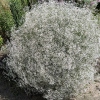 Gypsophila paniculata