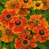 Helenium 'Waltraut'