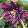 Helleborus orientalis 'Purple Double'