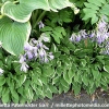 Hosta 'Allan P. McConnell'