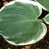 Hosta 'Barbara Ann'