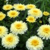 Leucanthemum x superbum 'King's Crown'®