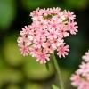 Lychnis chalcedonica 'Carnea'