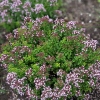 Origanum vulgare 'Nanum'