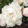 Paeonia lactiflora 'Gardenia'
