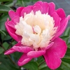 Paeonia lactiflora 'White Cap'