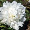 Paeonia lactiflora 'White Sarah Bernhardt'