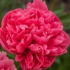 Paeonia x hybrida 'Lorelei'