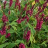 Persicaria amplexicaulis 'Fat Domino'®