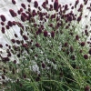 Sanguisorba officinalis