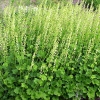 Tellima grandiflora