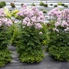 Thalictrum aquilegiifolium 'Nimbus Pink'