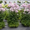 Thalictrum aquilegiifolium 'Nimbus Pink'