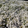 Thymus praecox 'Albiflorus'