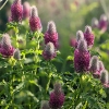 Trifolium rubens