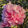 Paeonia lactiflora 'Edulis Superba'